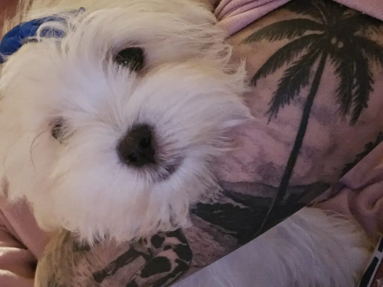 Billede 15 - Bichon-hvalpe søger nye hjem .