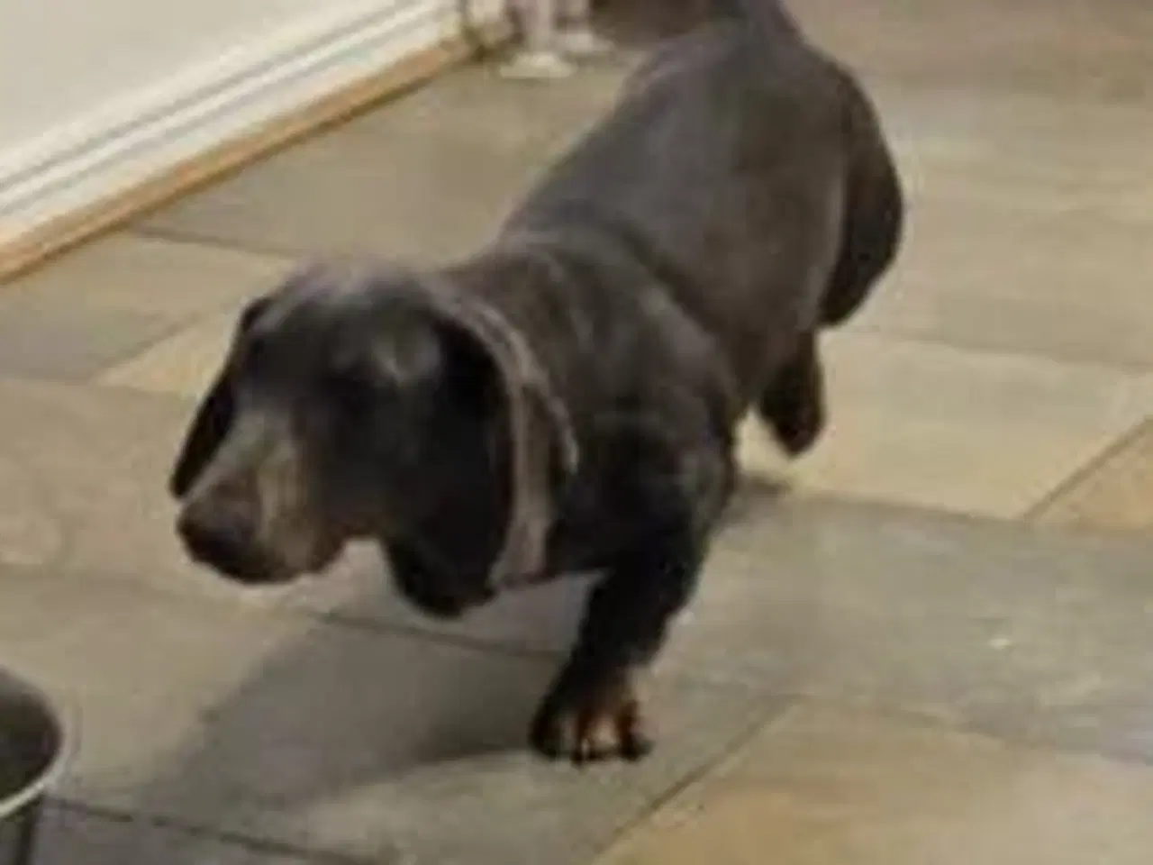 Billede 2 - UNIK GRAVHUND HAN 6 MDR BLÅ