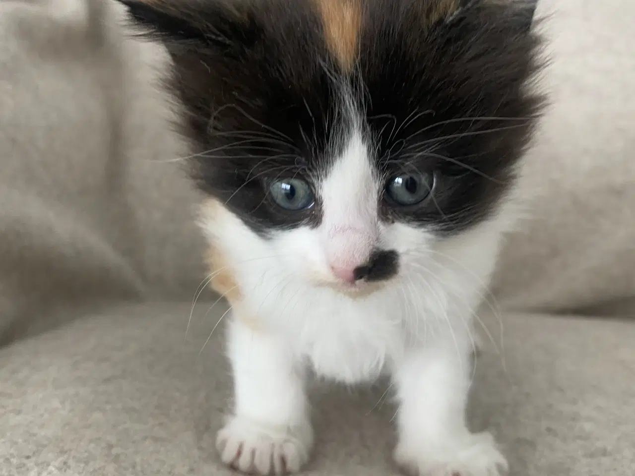 Billede 2 - Main Coon killinger