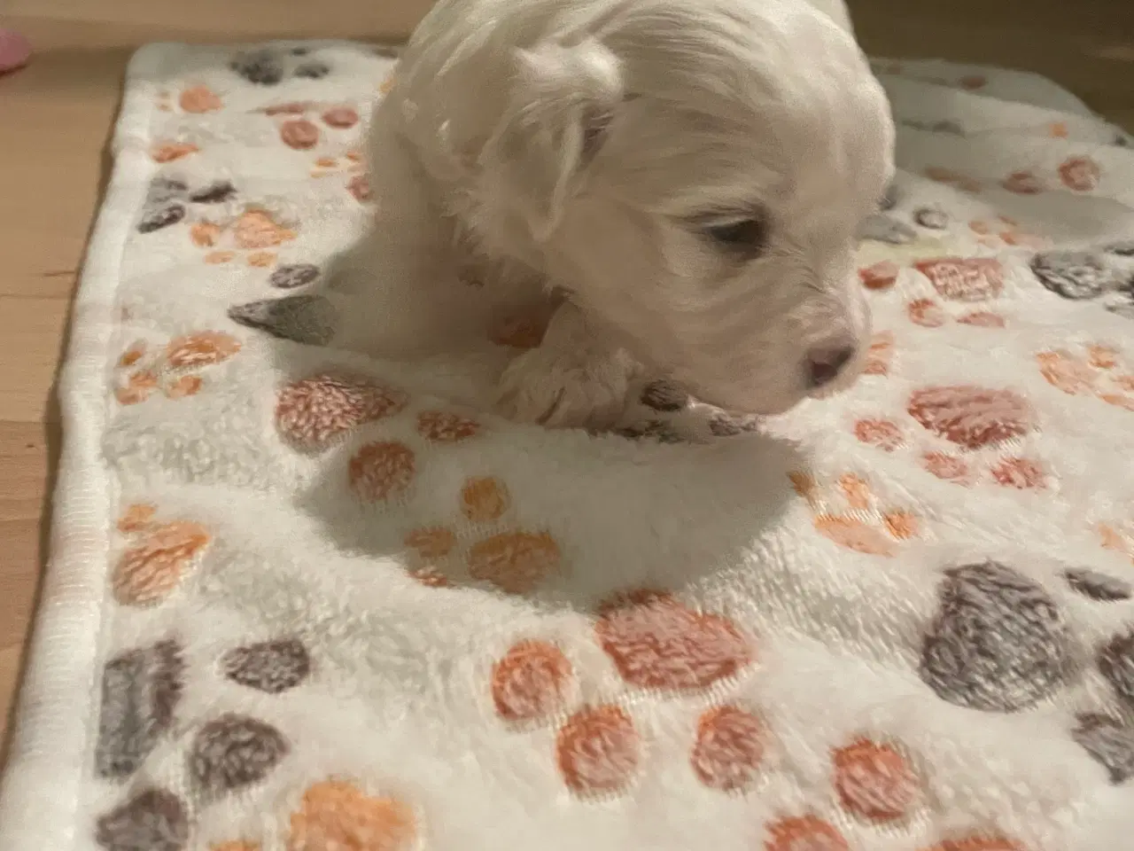 Billede 12 - Malteser hvalpe