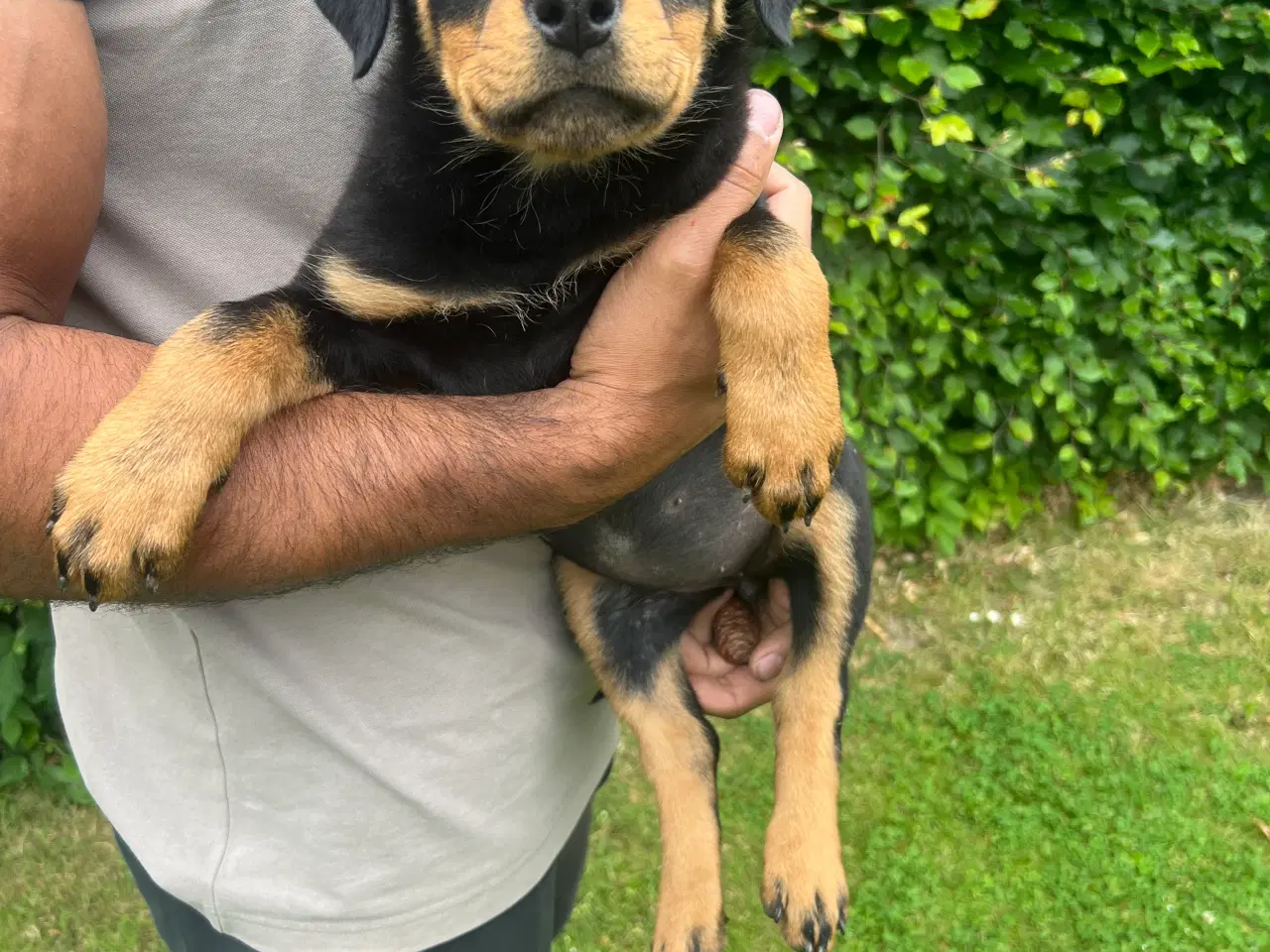 Billede 1 - Rottweiler 