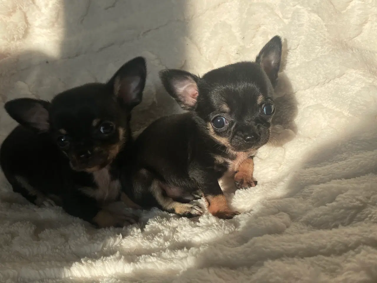 Billede 9 - 3 søde, små hvalpe efter pomeranian og chihuahua