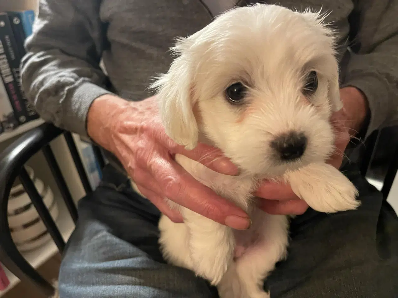 Billede 4 - Hundehvalpe Coton de Tulear 6 uger