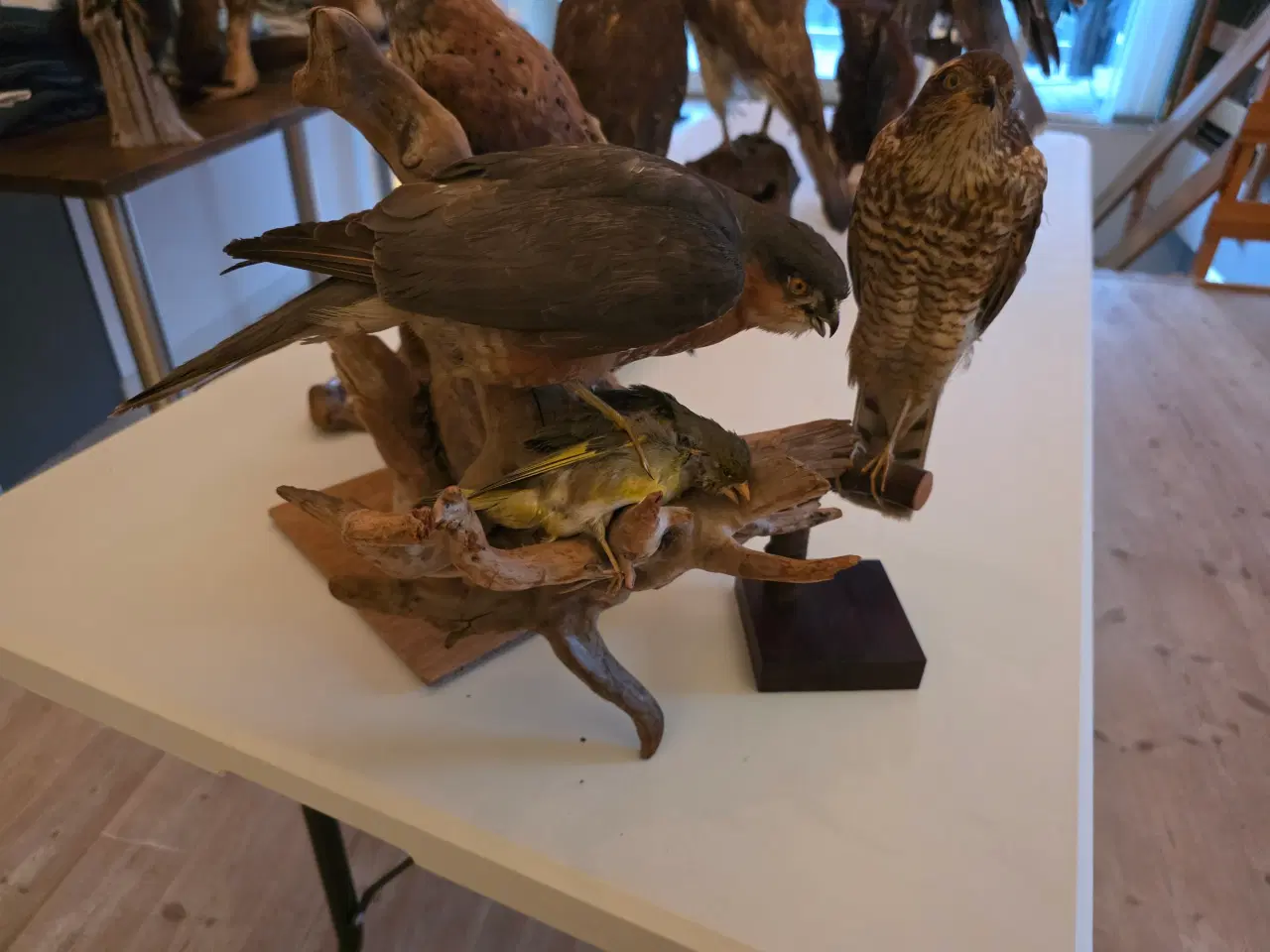 Billede 10 - Rovfugle, sælges samlet eller hver for sig