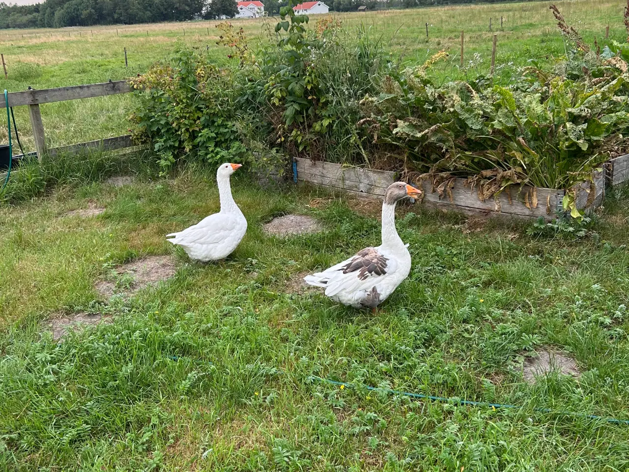 Billede 1 - Gåse par
