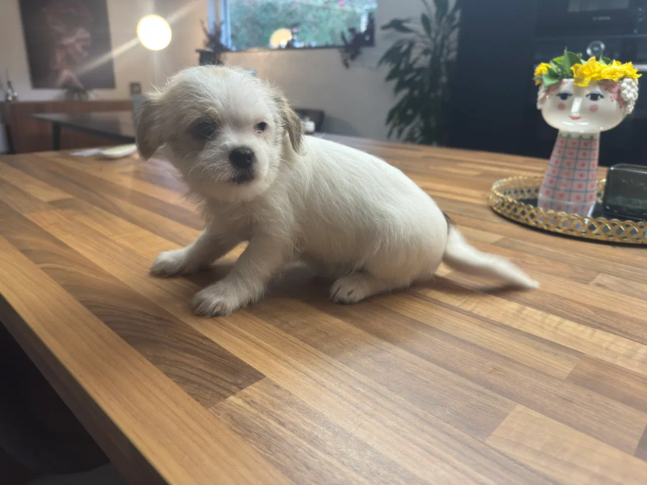 Billede 7 - Poshun hvalpe