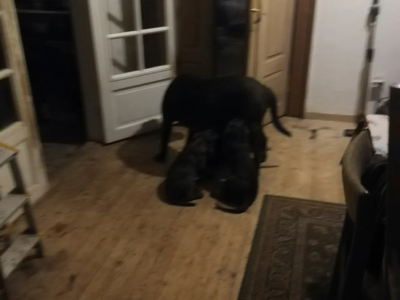 Billede 2 - Ægte cane Corso hvalpe