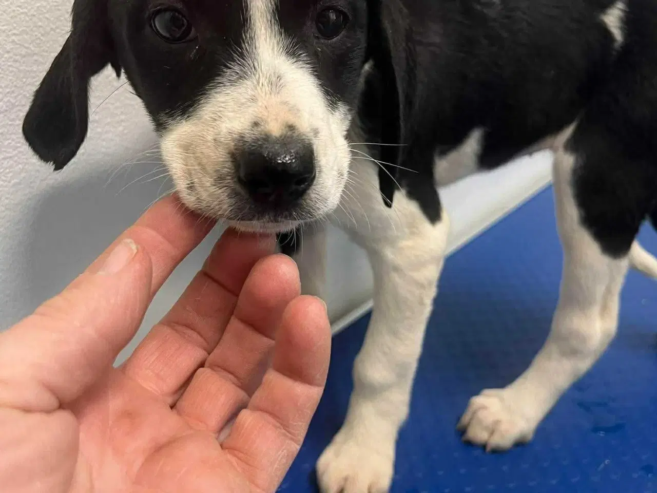 Billede 5 - Sødeste Kaley søger familie