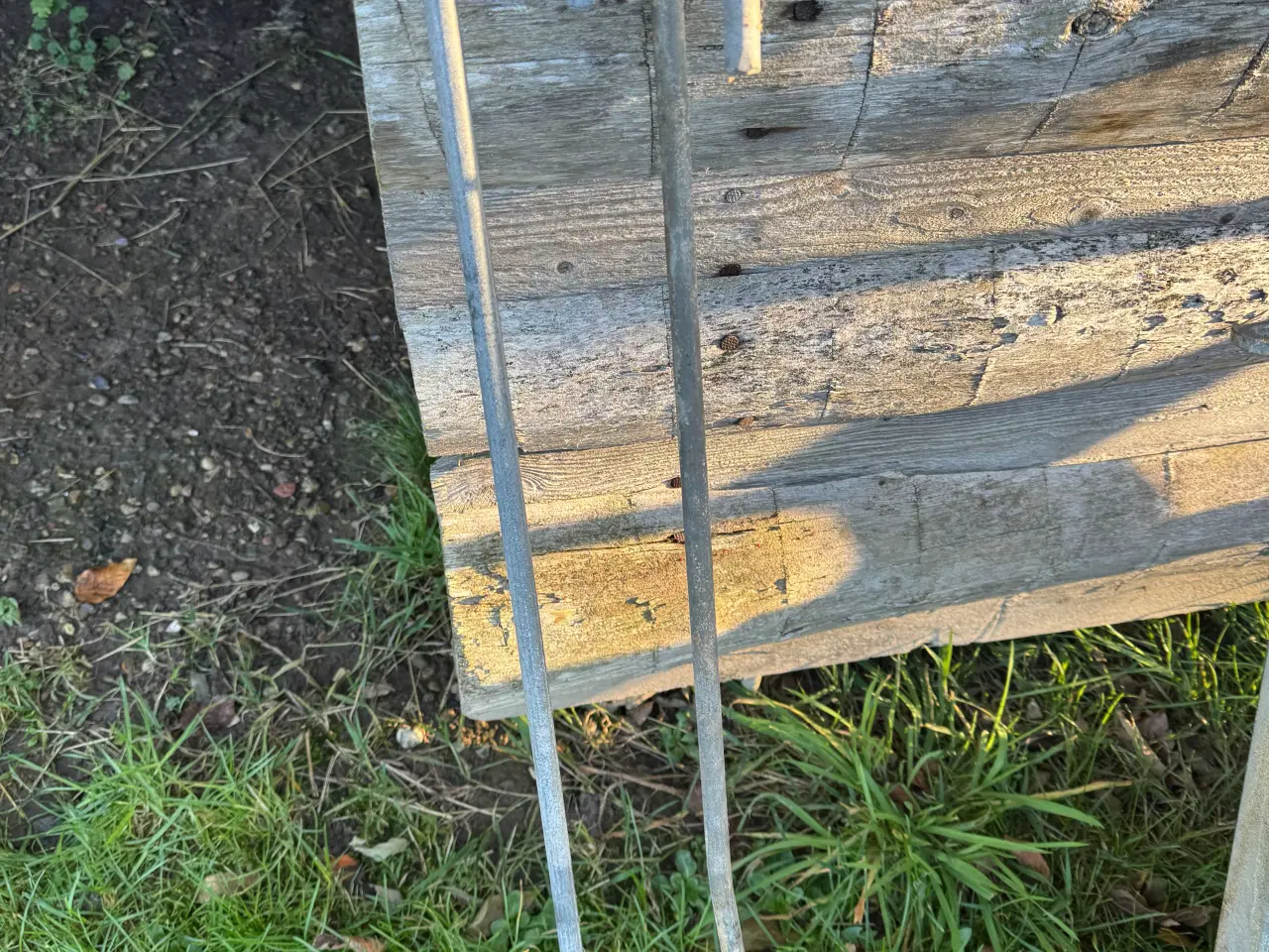 Billede 2 - Hegn