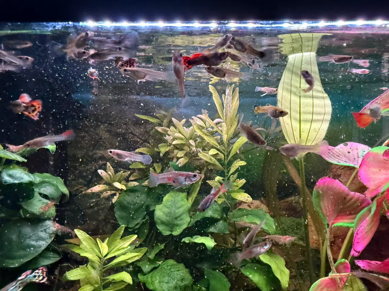 Billede 4 - Guppyer