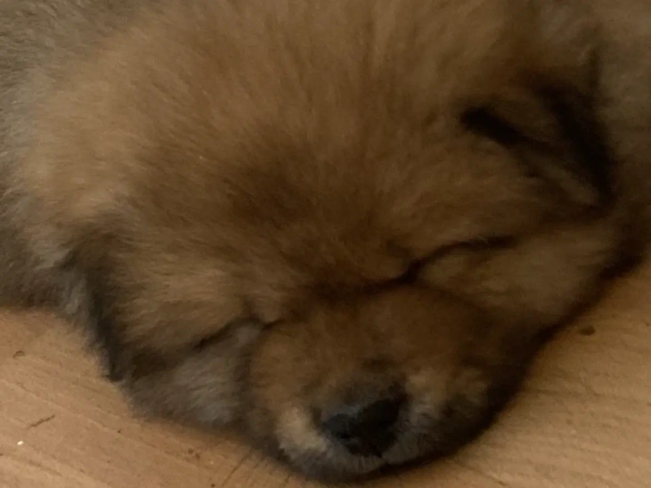 Billede 6 - Chow Chow blandinger