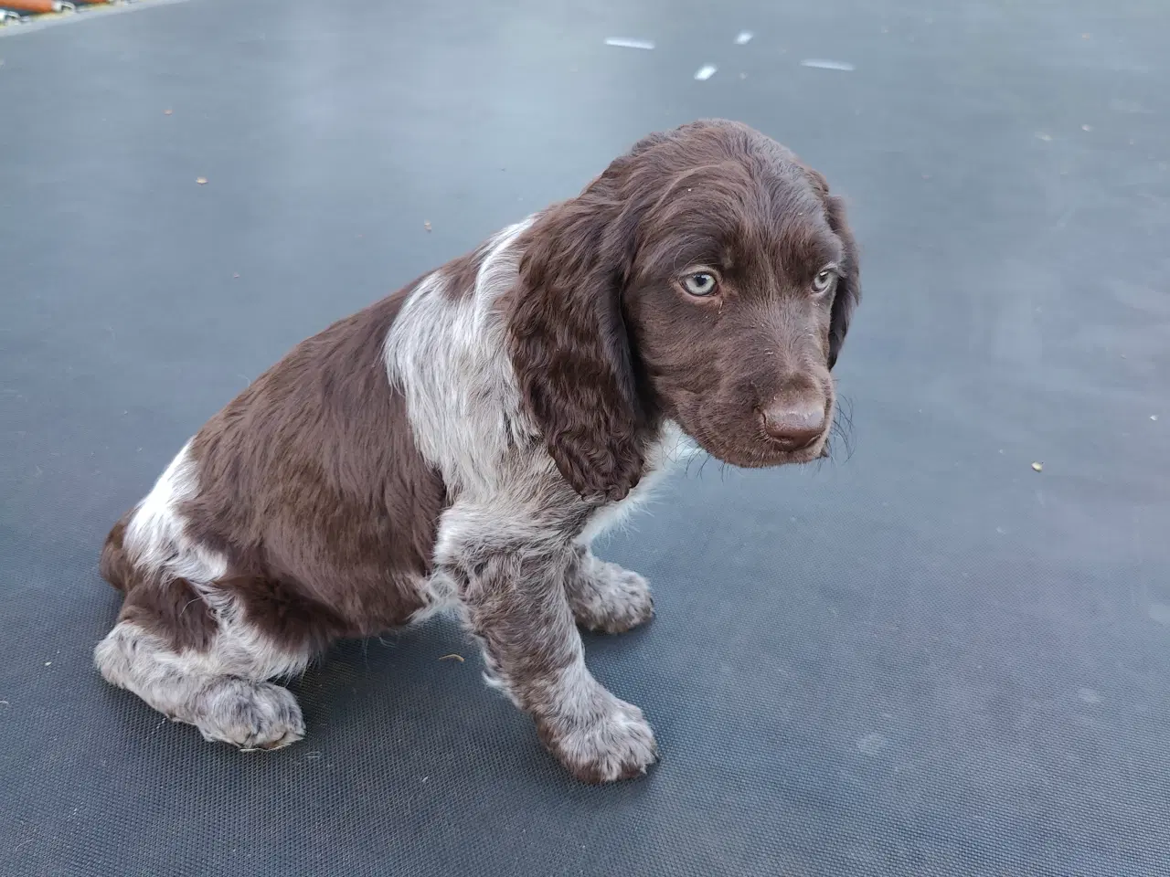 Billede 7 - Hundehvalpe Kleiner Münsterländer 
