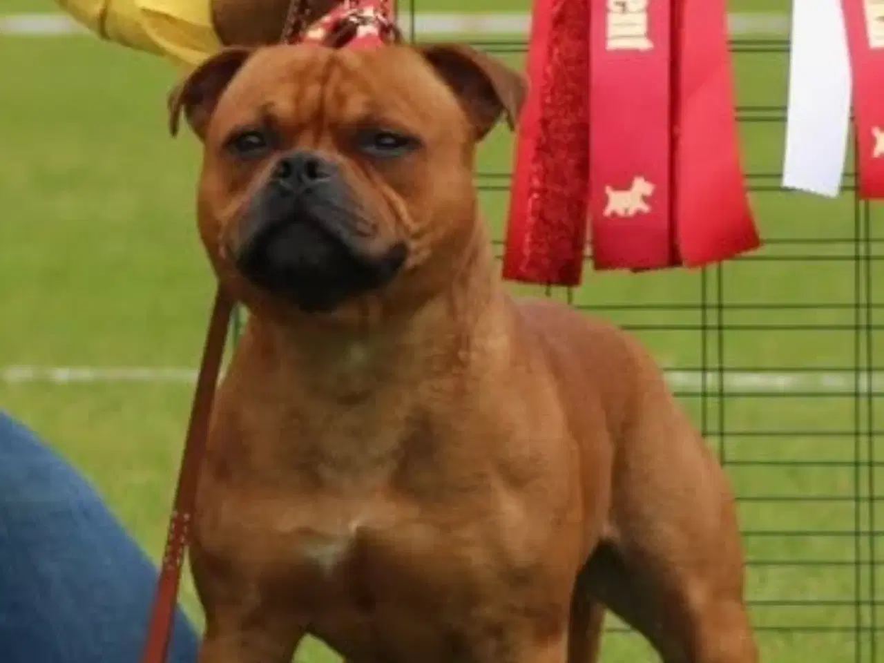 Billede 1 - DKK-hvalpe Staffordshire bullterrier 