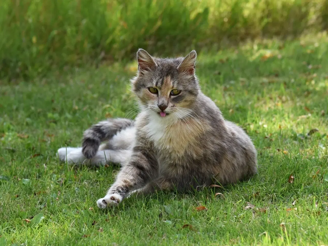 Billede 9 - Fluffy, legesyg kat søger et kærligt hjem