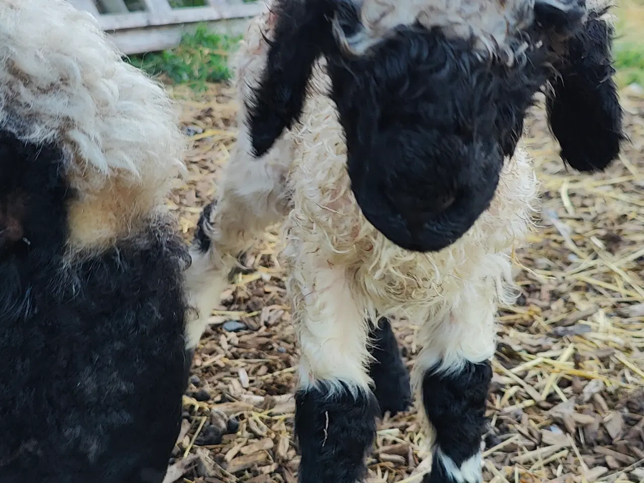 Billede 2 - Black nose lam