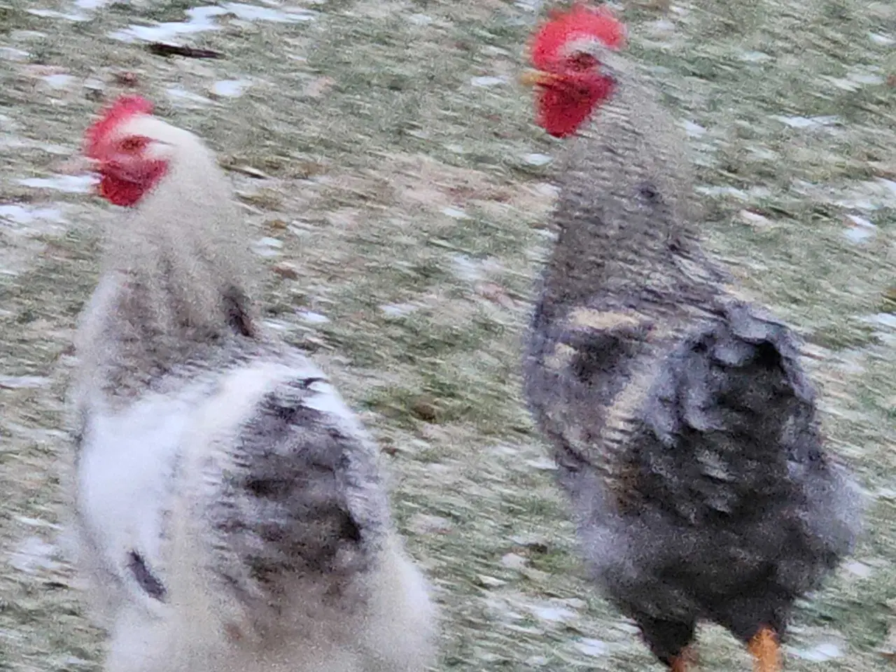 Billede 1 - Hane  3 stk  