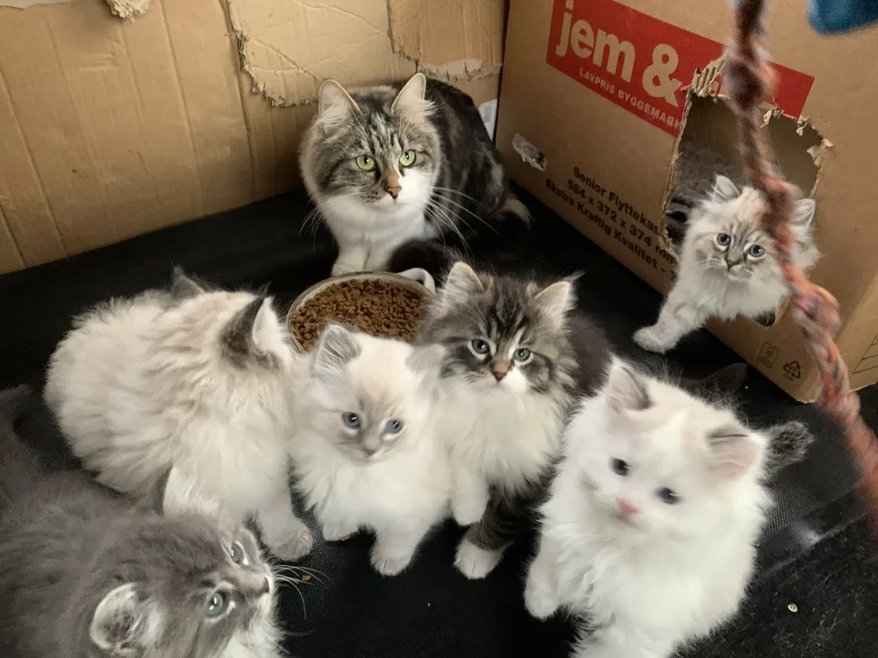 Billede 3 - Ragdoll- skovkat mor. Ragdoll far