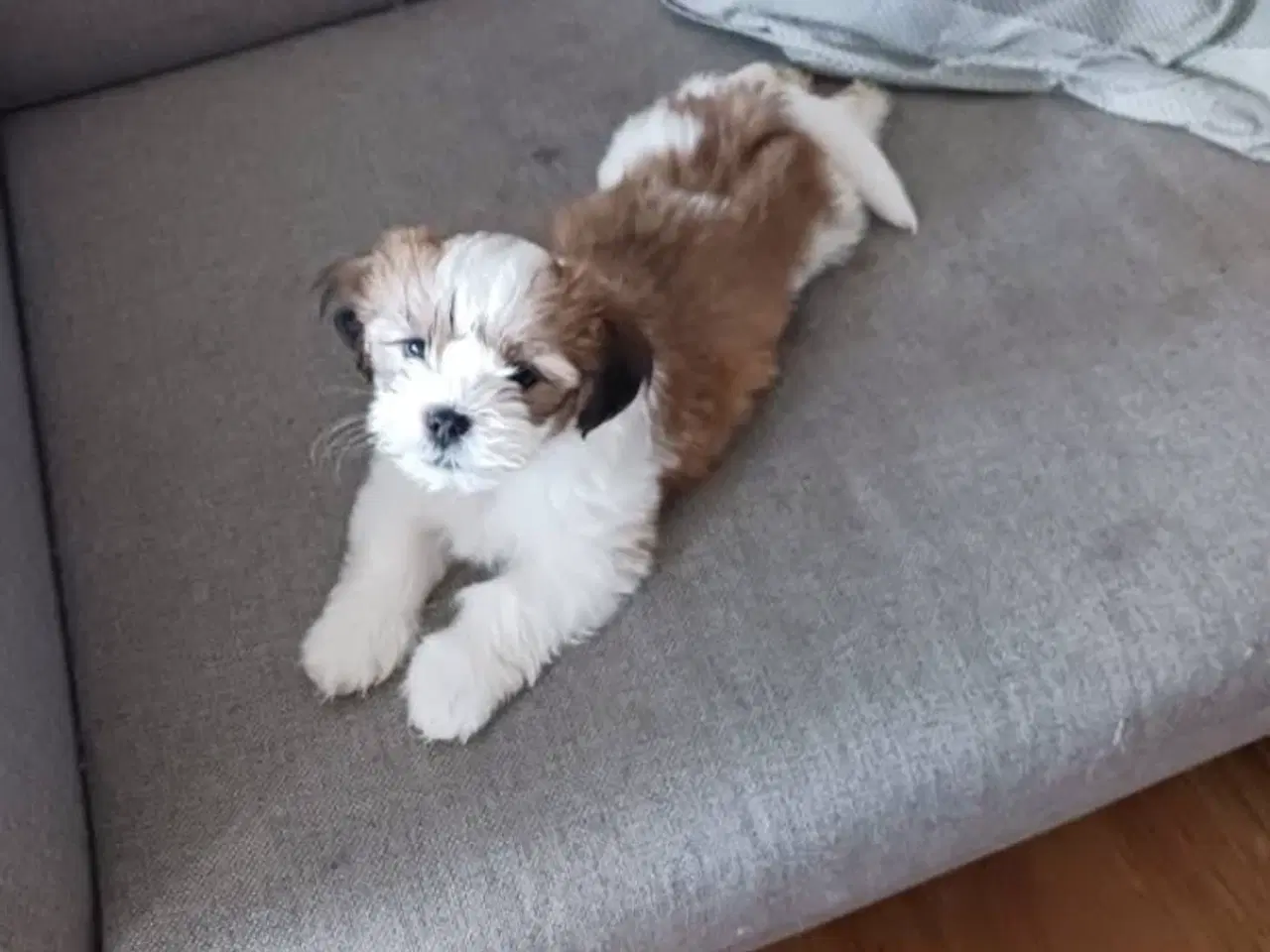 Billede 4 - Shih tzu / Lhasa apso til salg, overtagelse d.16/7