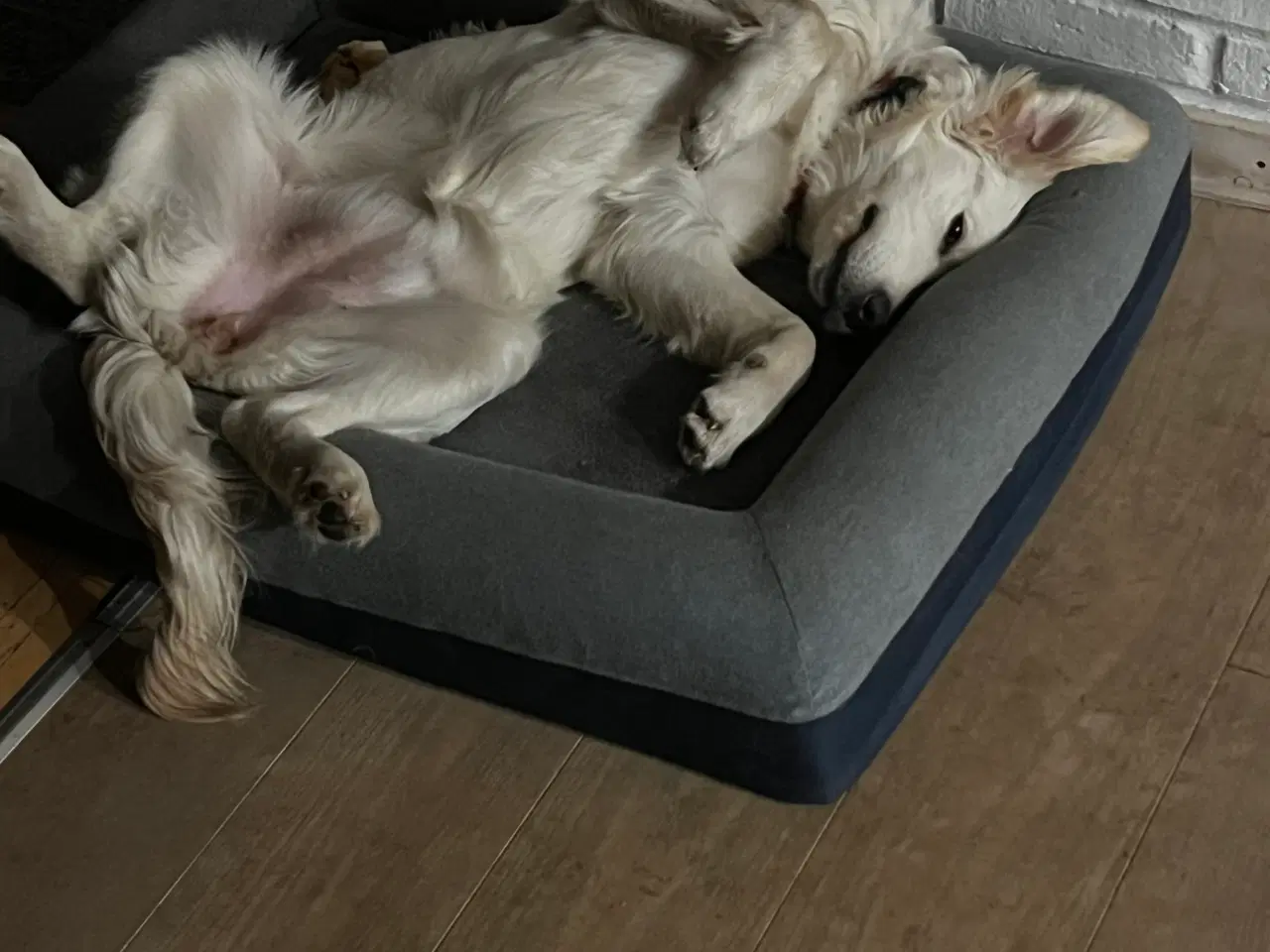 Billede 7 - Golden retriever 