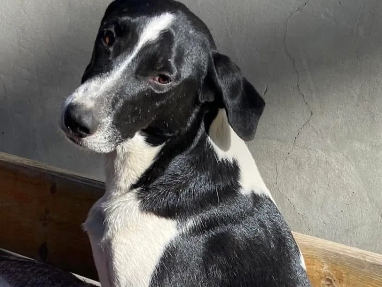 Billede 19 - Wilma til adoption! 🩷