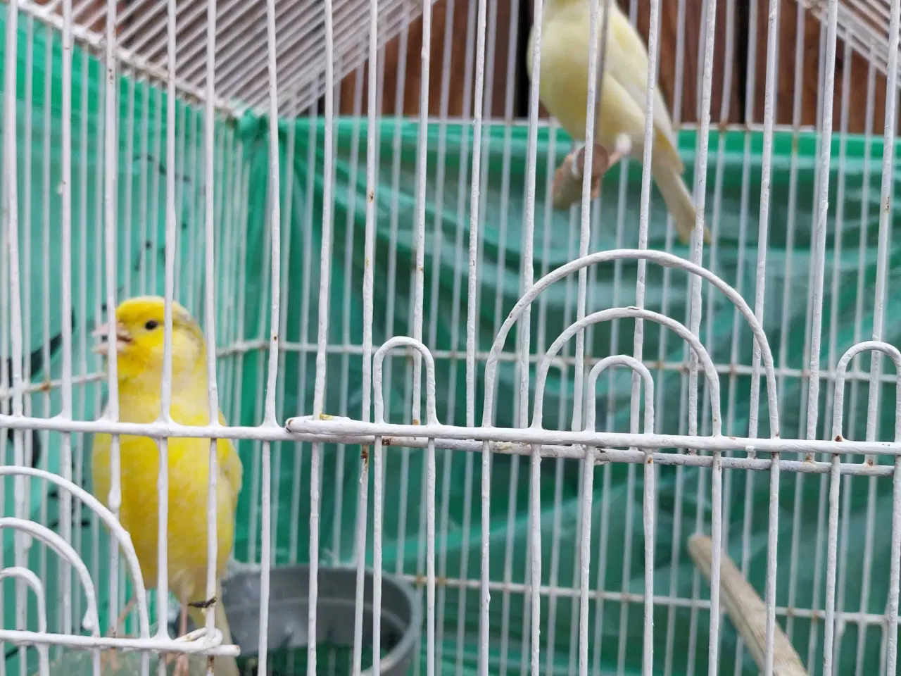 Billede 4 - 2 stk kanariefugle