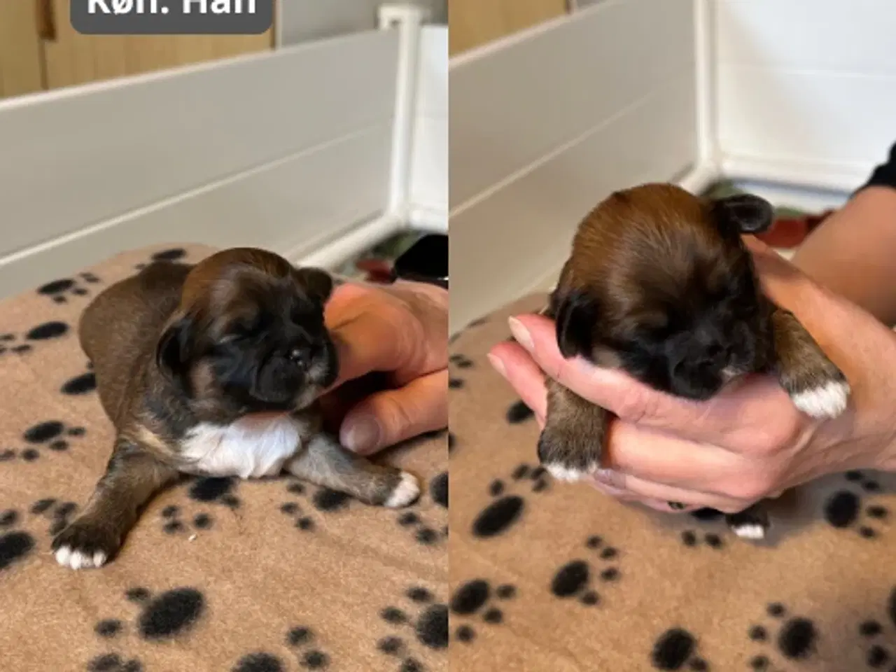 Billede 3 - Skønneste blandingshvalpe af Shih Tzu og Lhasa Aps