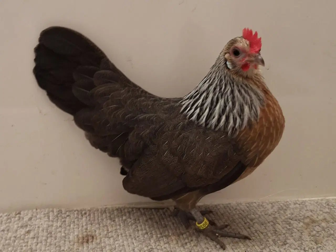 Billede 3 - Hollandske Dværg Sølvhalset 