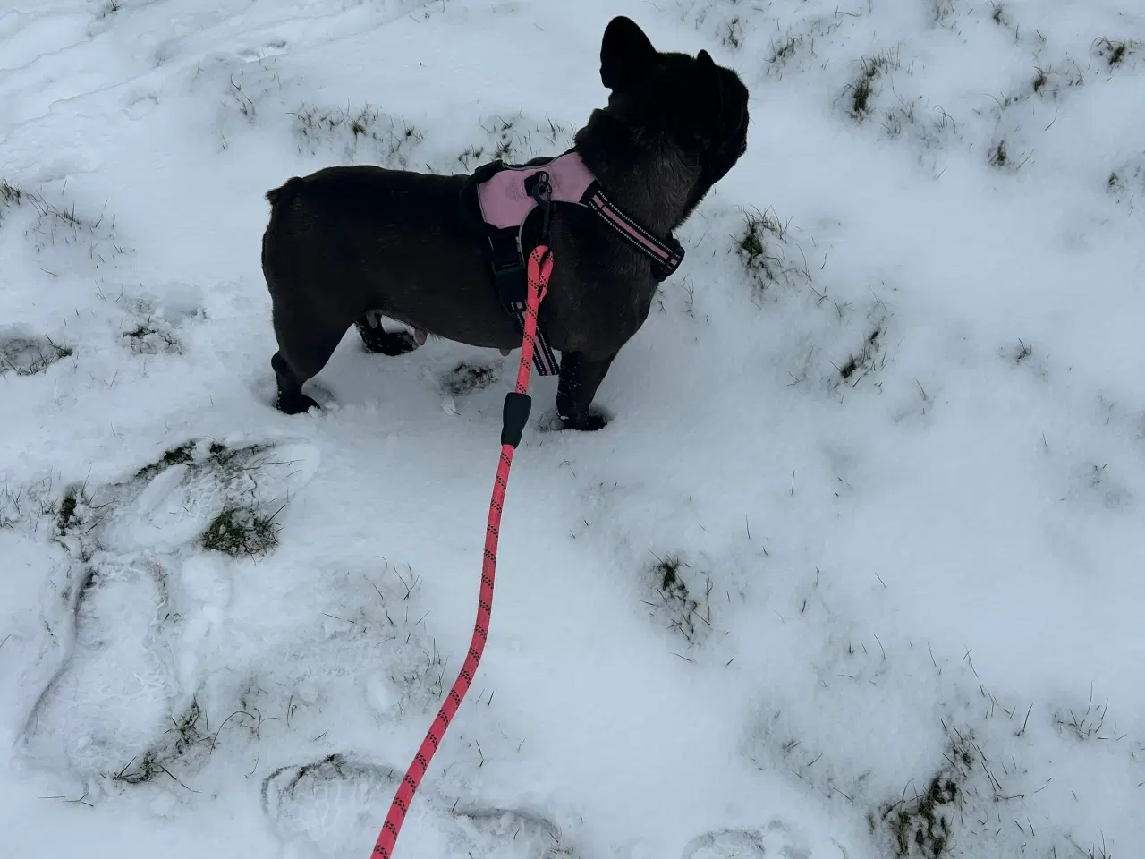 Billede 2 - Fransk bulldog 8 år ❤️