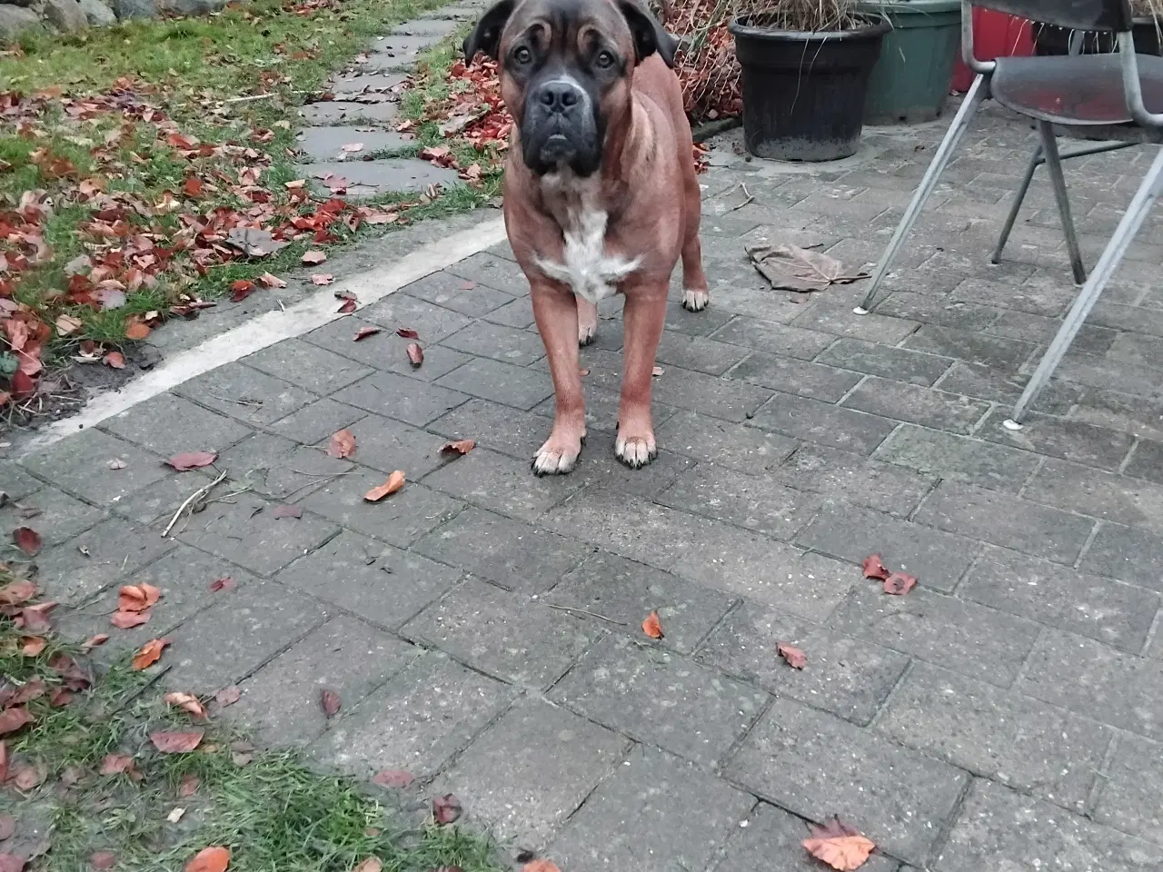 Billede 6 - tæve blanding af dogue de bordeaux / cane corso