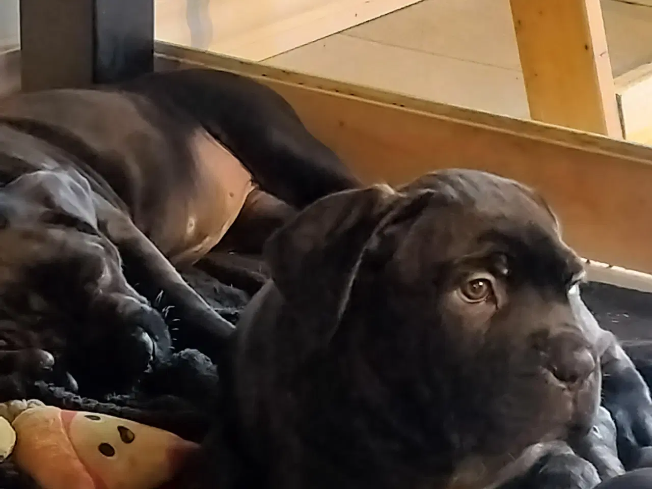 Billede 1 - Cane corso 