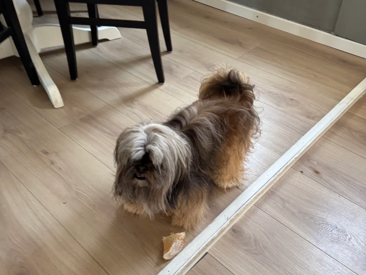 Billede 5 - Lhasa apso han 