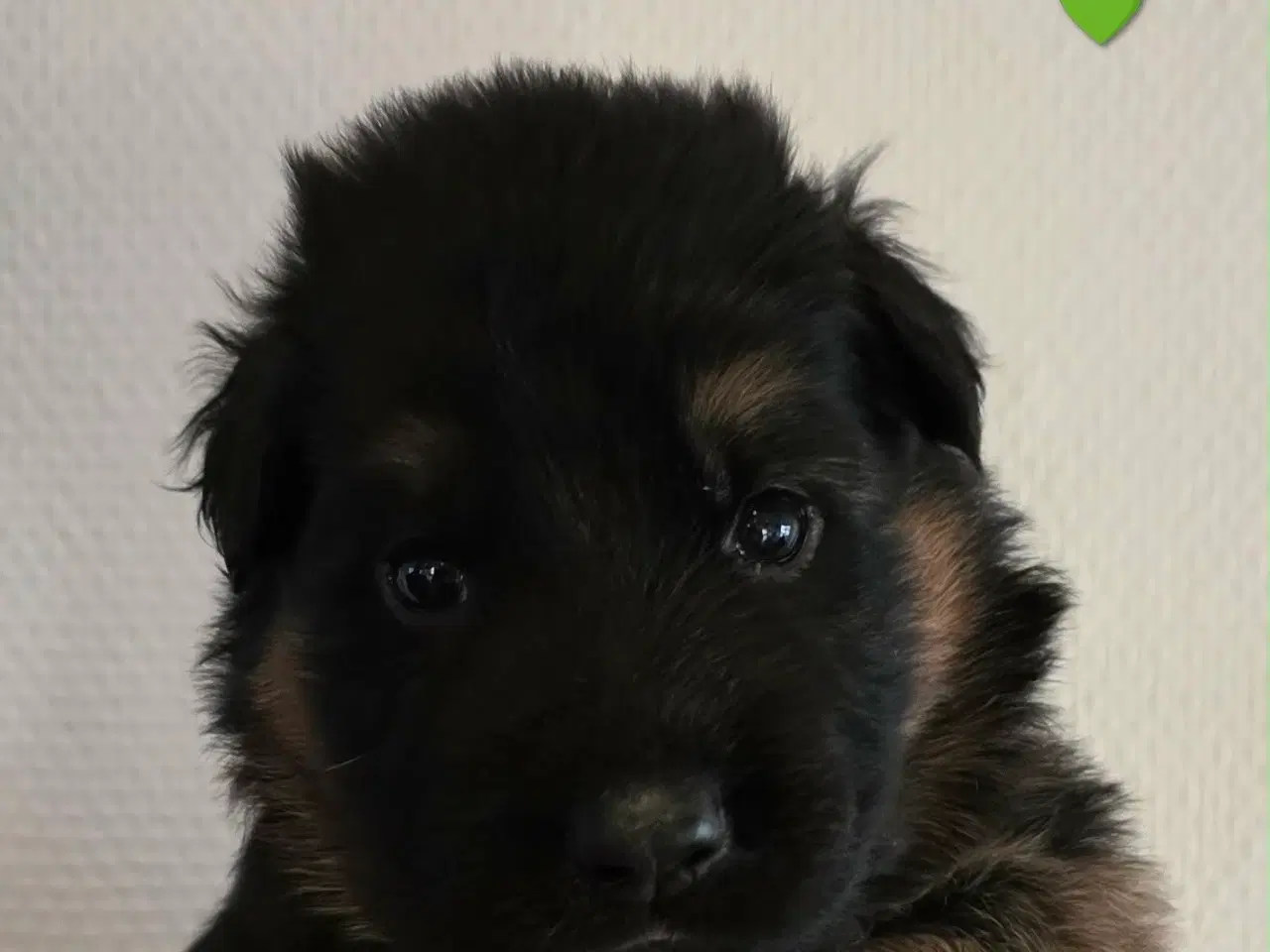 Billede 6 - Top Schæfer hvalp 