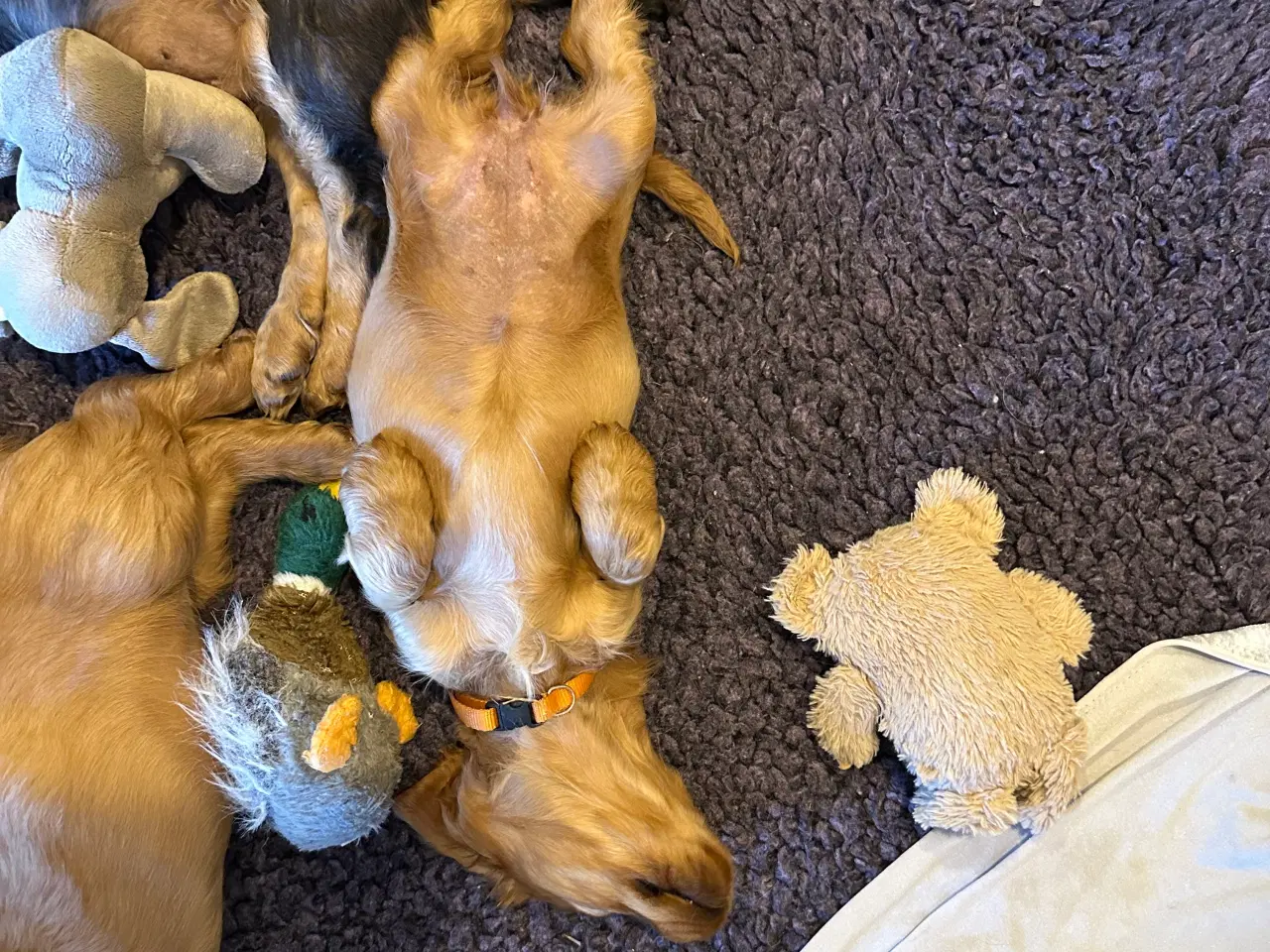 Billede 16 - Cocker spaniel 