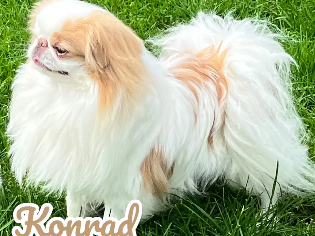 Billede 4 - Japanese Chin hvalpe