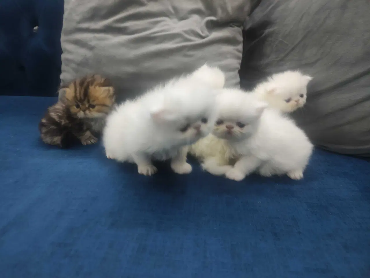 Billede 7 - Perser killinger 