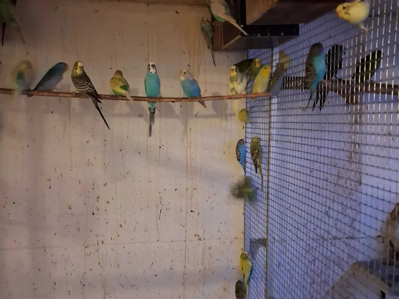 Billede 2 - Undulater