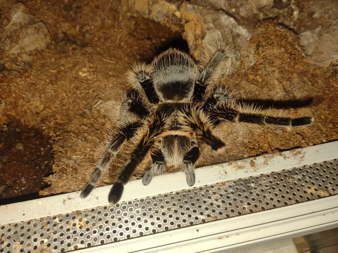 Billede 2 -  Edderkop 0.1 B.albopilosum