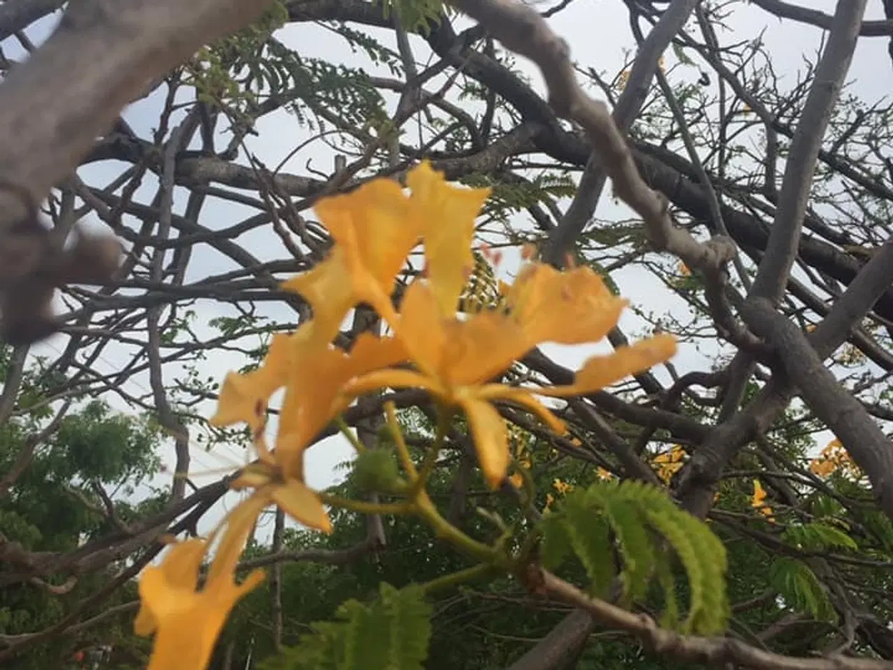 Billede 7 - 20 Frø Af Delonix Regia Royal (Gul). Meget sjælden