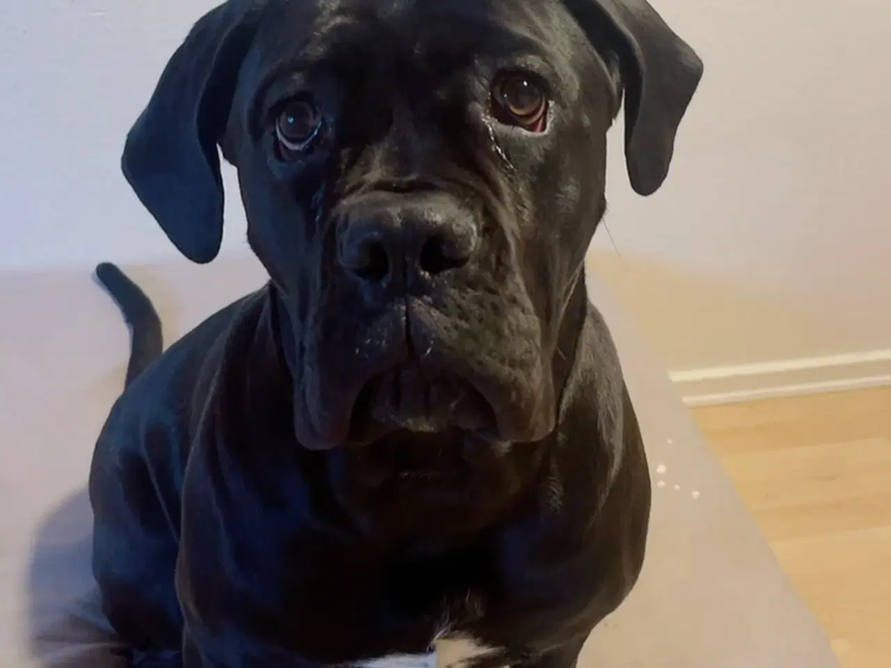 Billede 1 - Canecorso tæve 