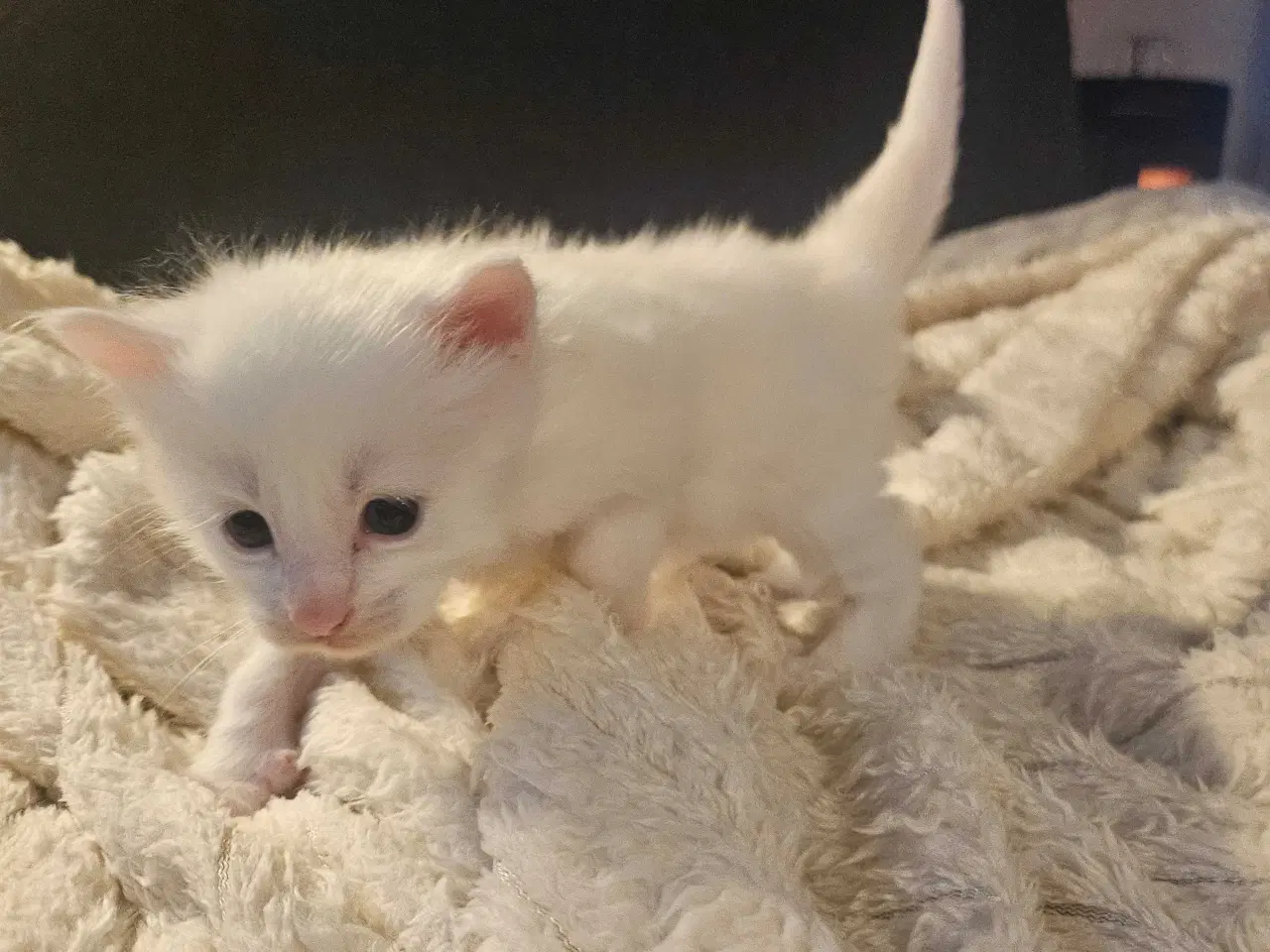 Billede 18 - Maine coon killinger 