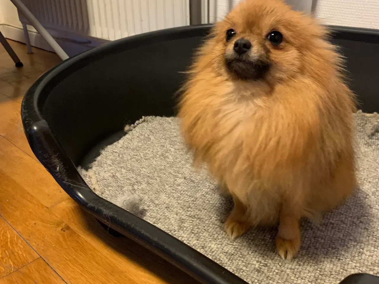 Billede 1 - pomchi tæve 1 år