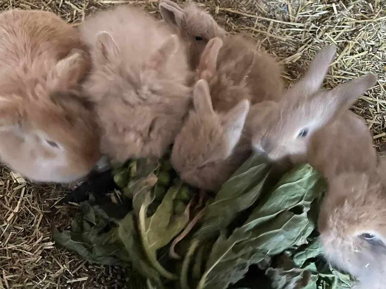 Billede 1 - Kanin unger sælges