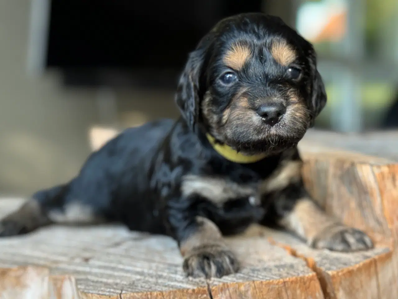 Billede 1 - Doodle eller Setter poo, kært barn har mange navne