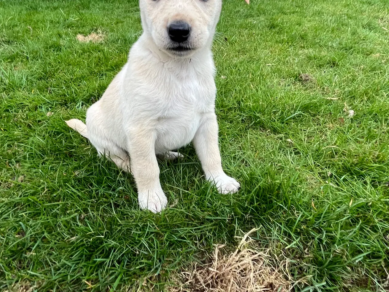 Billede 4 - 5 unikke blandingshvalpe sælges