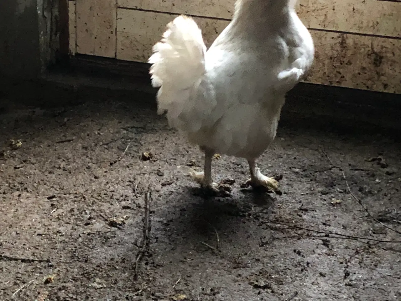 Billede 2 - 1.2 blandet race