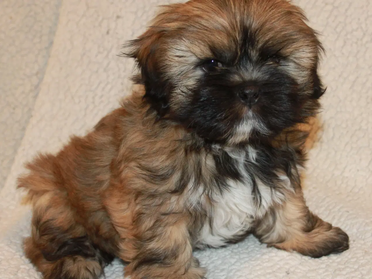 Billede 5 - Lhasa Apso hvalp