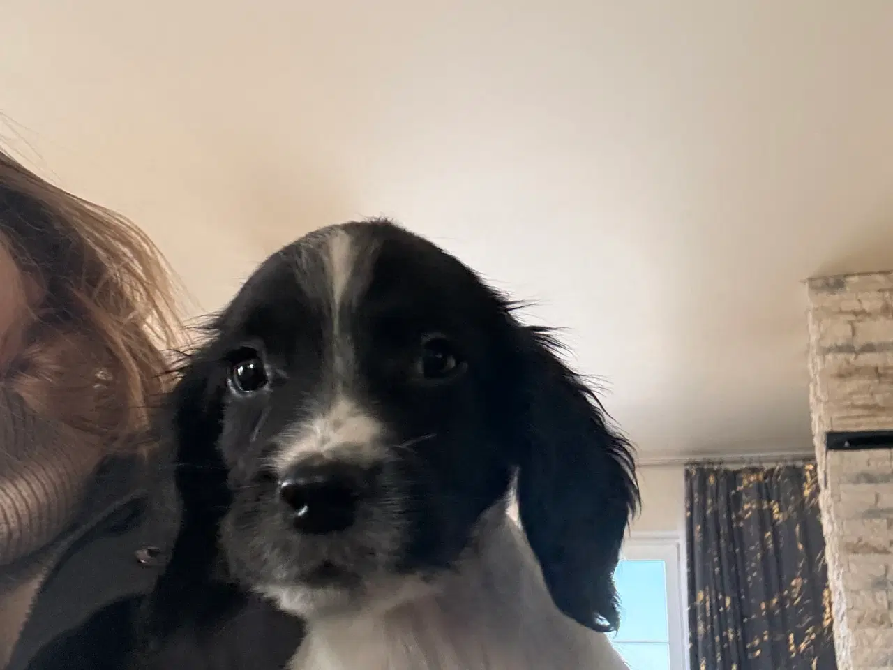 Billede 1 - Ft springer spaniel 