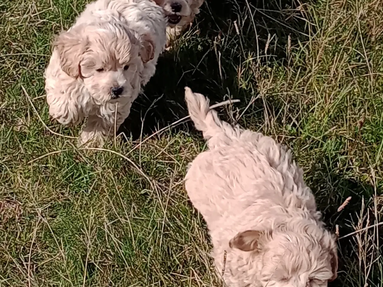 Billede 5 - Maltipoo hvalpe