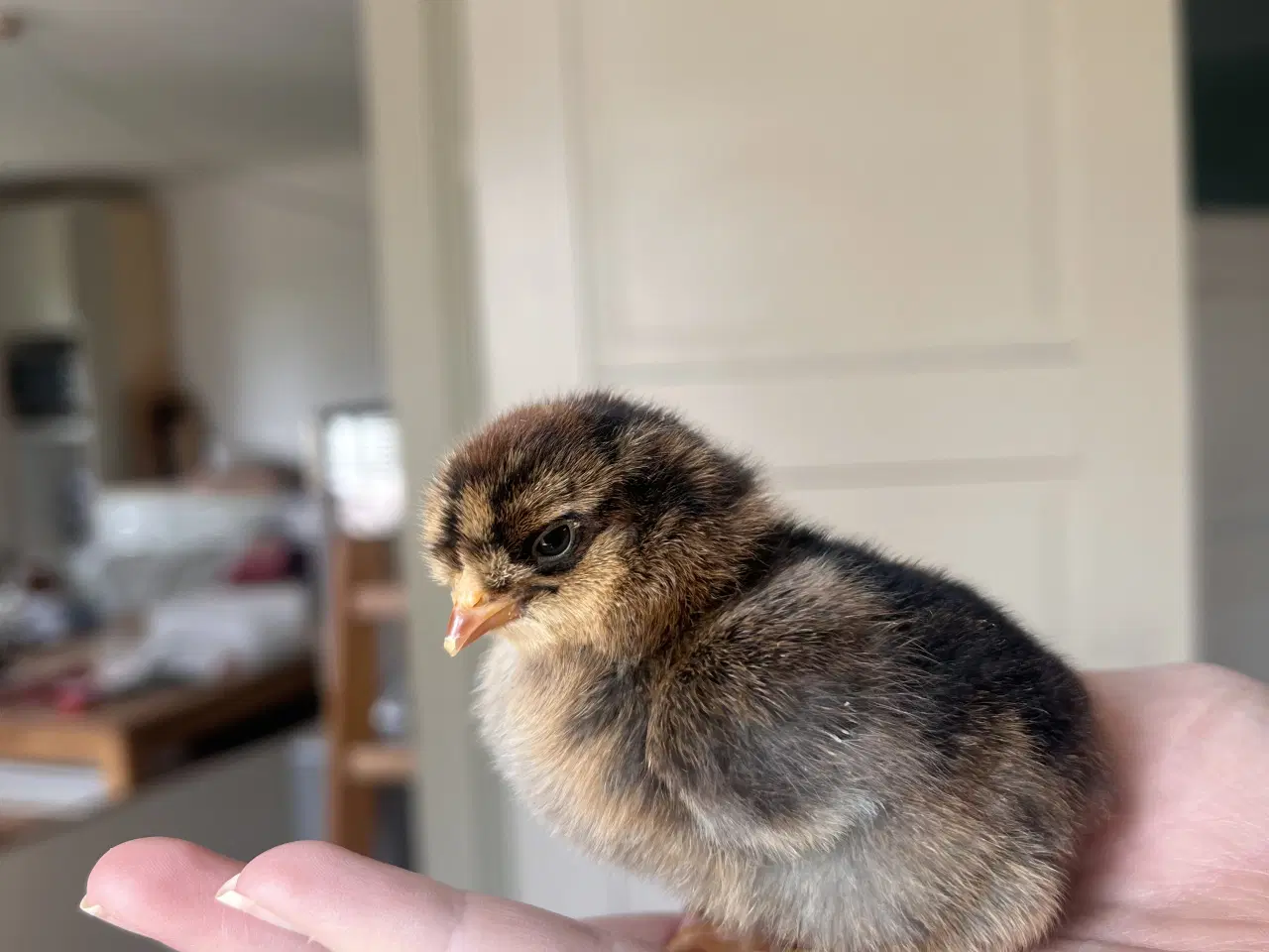 Billede 3 - Søde små kyllinger 