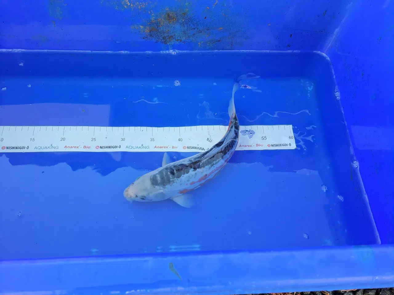 Billede 15 - Koikarper 